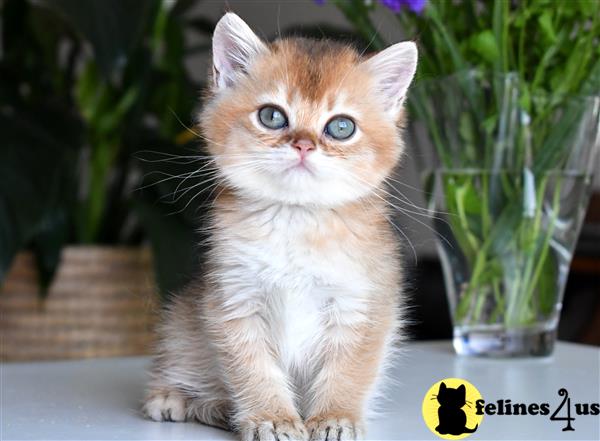 thechubbyfacedcat Picture 2